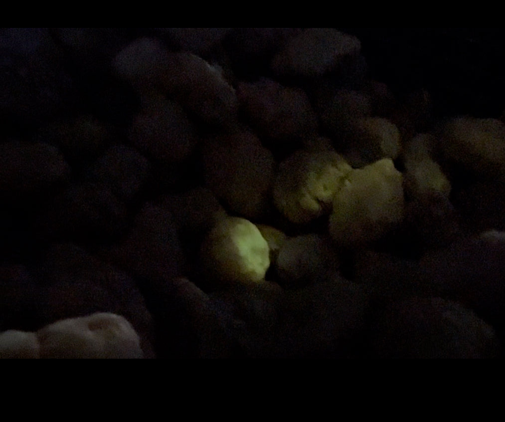 Phosphorescent Mini Geodes (mostly closed), Morocco - 1 pound ...