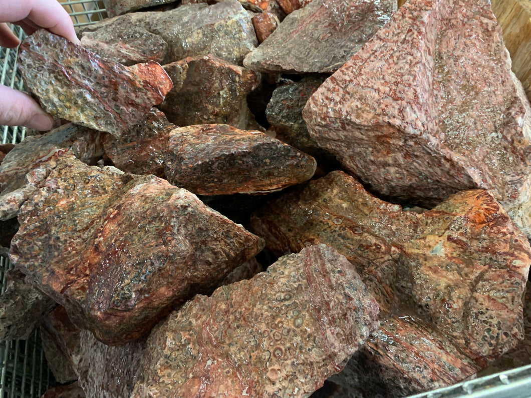 Rough Leopard Skin Jasper from Mexico 1 pound Roughstone.Rocks LLC