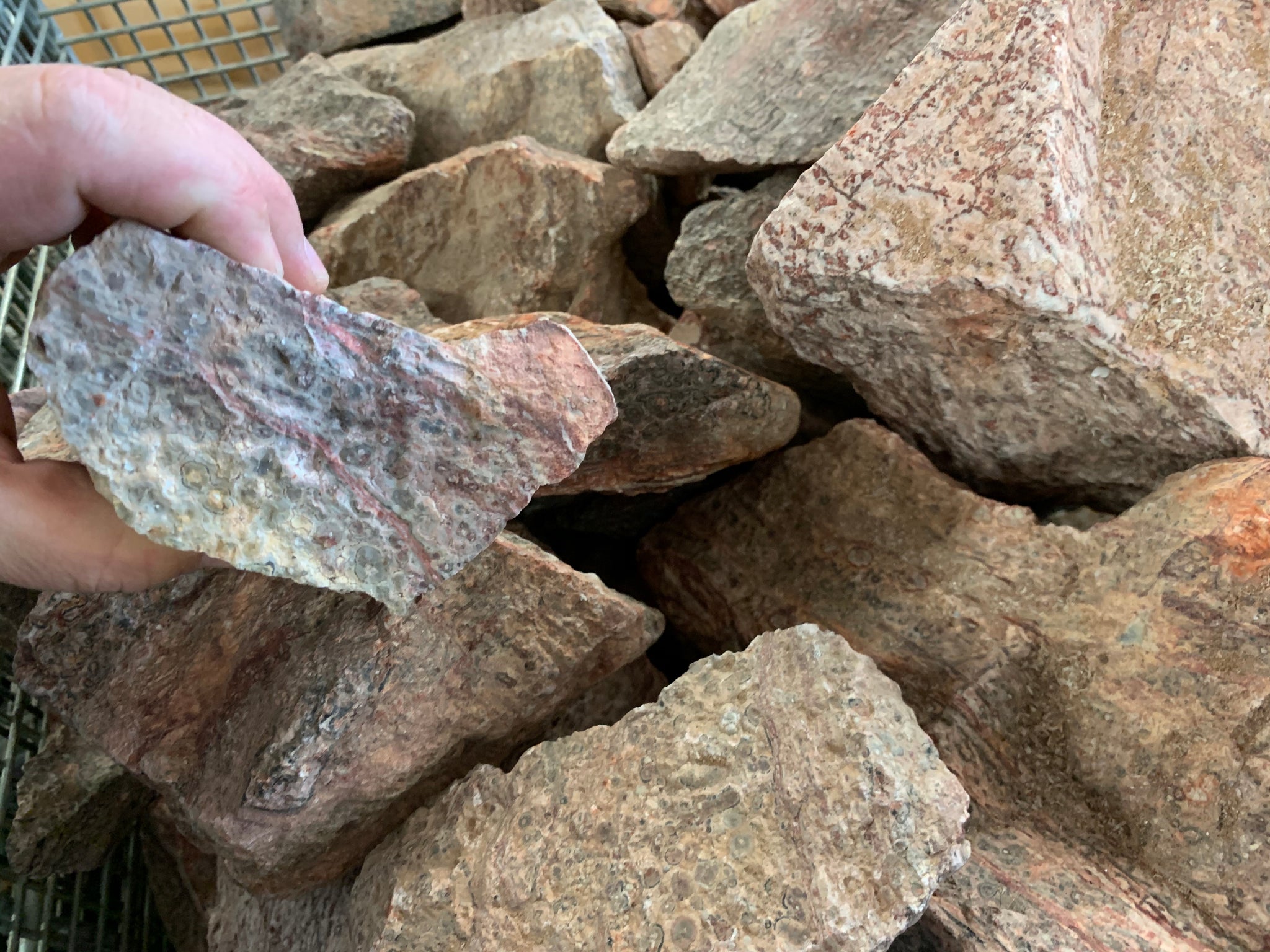 Leopard Skin Jasper - 1 pound* – Rough Stone LLC
